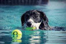 Salty Dogs: Canine Conditioning and Fitness