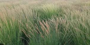 May mtg: Saving Prairie Grasses