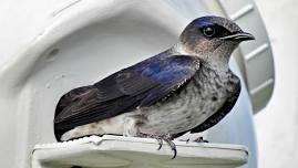 Evening Walk to Purple Martin Colony