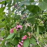 Wild Forage Walk