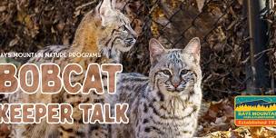 Bobcat Keeper Talk