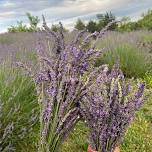 U-Pick Lavender & Wildflowers — Cedar Ridge Trails