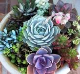 Succulent Arrangement Class