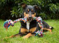 Dog Days at Old Sturbridge Village