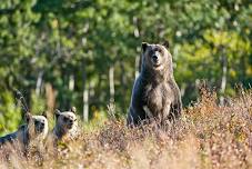 Bear Tracking and Ecology Hike