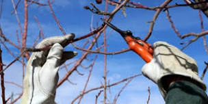 Pruning Fruit trees – a demonstration led by arborist and climber of trees, Billy Paul: Te Kura o Ōtaki and a property in Ōtaki