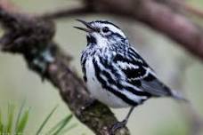 Bird Walk at Valentine Farm