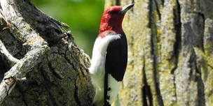 Spring Bird Hike