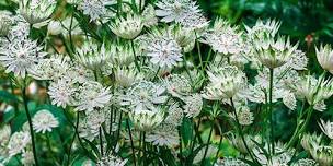 Perennials For Pollinators