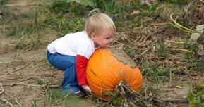 Pick Your Own Pumpkins at Youngs Dairy