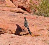 Birds of the Canyon Lecture Series