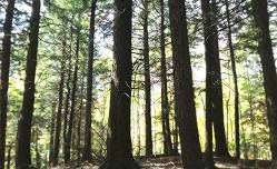 Forest Bathing with Beth Rennig