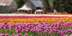 Daily Admission VKH Tulip Field 2024