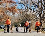 Community Dog Walk