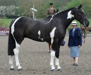 Feed and Nutrition | Horse as an Athlete Course with Intelligent Horsemanship