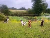 Sealpin Gundogs Training Day with Joe Hipwell