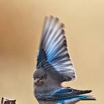 Bird and Nature Outing in Castlewood Canyon State Park