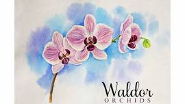 May Meeting – Beth Davis, Waldor Orchids