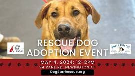 Adopt a Rescue Dog in CT