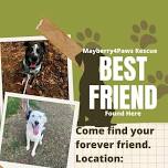 Mayberry4Paws Pet Adoption