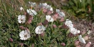 Discover the wildflowers of Cley's shingle ridge (19 July)