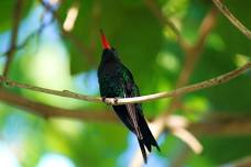 Bird Feeding Sanctuary, Montego Bay Highlights, and Columbus Park: Dig Deep into Jamaica's History