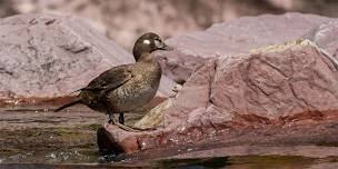 Beginning and Intermediate Birding Workshop: Anatomy and Waterfowl