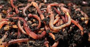 Vermiculture (worm composting)!