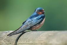 Early Morning Bird Walk at White Oak Farm