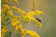 National Pollinator Weekend!