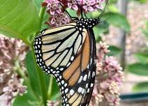 Signs of the Seasons: Citizen Science Training Session