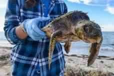 Sea Turtle Commemorative Stamp Celebration