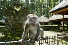 Multicultural Playgroup - Bali Monkeys