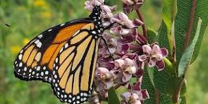 From Milkweed to Monarchs Learning Program