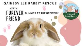 Bunnies at the Brewery!