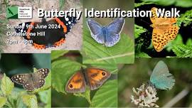 Butterfly Identification Walk