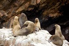 Balletas Island Tour: Experience Unique Marine Wildlife and Stunning Scenery in Paracas