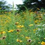 Lake Lure Flowering Bridge - Go Native with Native Plant (Free Class)