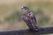 Bird Outing in Boulder Valley