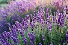 Plein Air Painting at the Lavender Fields