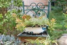 Plant Workshop: Succulent Dish Gardens — Turtle Bay