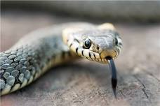 Snakes of Mississippi River State Park