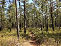 Surviving the Pine Barrens