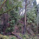 Guided Tours at Armstrong Redwoods