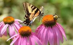 Pollinator Garden Tour: Yaphank/ Medford