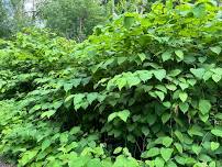 Knock Out Knotweed