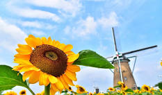 Windmill Sunflower Garden