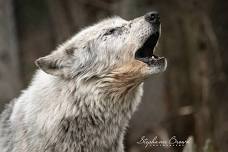 Public Wolf Howl