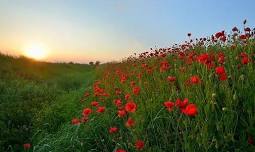 Remembrance Sunday (Harrington)