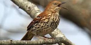 Bird Stroll with Ranger Jonah